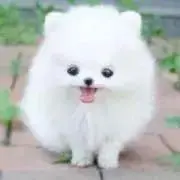 ほのめ
