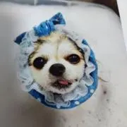 トモちゃんの画像