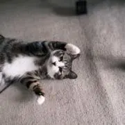 じゅんの画像