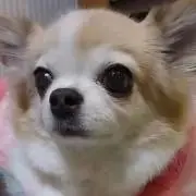 ブルーフィールドの画像
