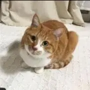 Kの画像