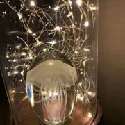 gongonの画像