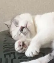 シン