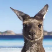 かんがるう