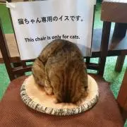 あやめの画像