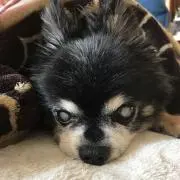 ののちょんの画像
