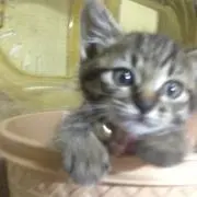 いろはの画像