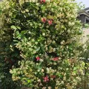 おすず