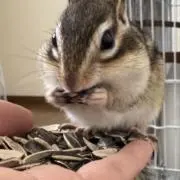 店長シマリスのなっちゃん