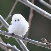 ルークルーク