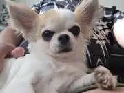キャバリアダイの画像