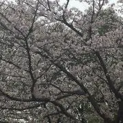 みぃみ