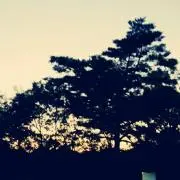 Sの画像