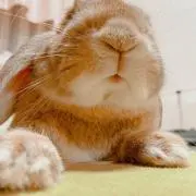 もちまる