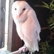 はくの画像