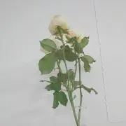 フカフカ