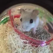 ハムスター