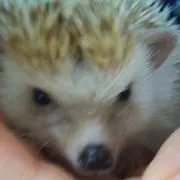 まごし