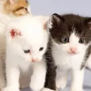 ふふふ◎プロフ必読の画像