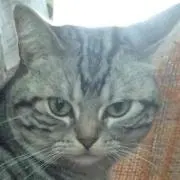 ぽんぽこ★プロフ見てねの画像