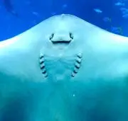 キャサリン
