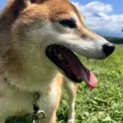 Fの画像