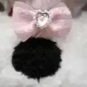 ぴのすけの画像