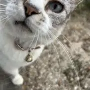 レタスの画像