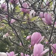 Towaの画像
