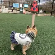 ぴーの画像