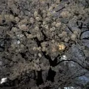 myonの画像