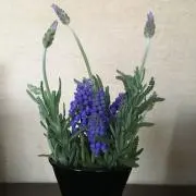 らら