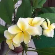 プルメリアの画像