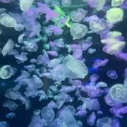 くらげ商店　農業の画像