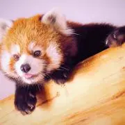みけしゅの画像