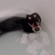 nyan⸌̟͂̋⸍̑⸜̑⸝͂