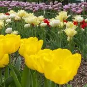 ぷぅの画像
