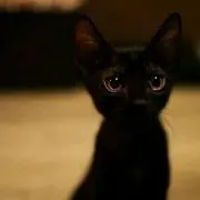 sattiの画像