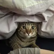 虎鉄の画像