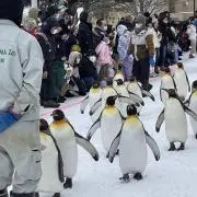 ゆうひの画像