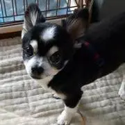 オキョウ
