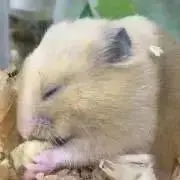 ひじき