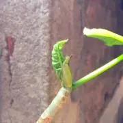 maqmaqmaqの画像