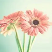 piamiの画像