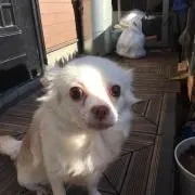 ぺこ