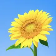 ぱんだの画像