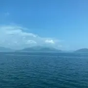 ささみの画像