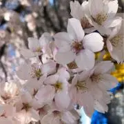 りん♪の画像