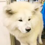 ペコ