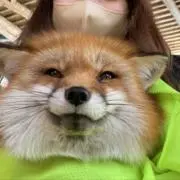 ゆんの画像